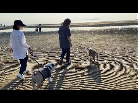 【おはぶる】愛犬とキャンピングカーの旅♪香川県の映えスポットでまさかの人と再会‼︎スペシャルゲスト登場回‼︎