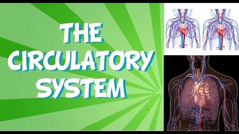 Blood Circulation in Human Body: Introduction, Blood, Blood Plasma/ Part 1