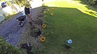 planting lemon hedge