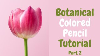 Colored Pencil Botanical Tutorial For Beginners - Live Art Char