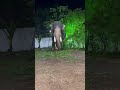 സത്യം മത്രം പറയൂ #malayalam #kerala #elephant #animals #love #travel #vaikom