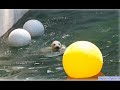 Плавать!!! Или не плавать??? Белые медвежата в Новосибирском зоопарке