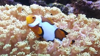 Soothing Autistic Anxiety Stress Relief Saltwater Aquarium Clownfish-Nemo Calming Ocean Reef Music