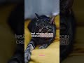 #pisica #catshorts #cat #pisică #pisici #cats #catvideos #animals #pisicute