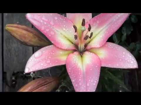 Video: Ongewone Soorte Daglelies Wat 'n Blomtuin Sal Versier