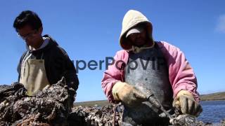 Mid Shot, Two Workers Are Separating Oysters From Cluster...