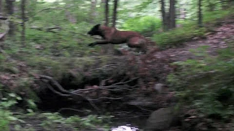 Ultimate Protection Dog Training by Protection Dogs Plus