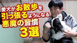 愛犬がお散歩を引っ張るようになる悪魔の習慣3選