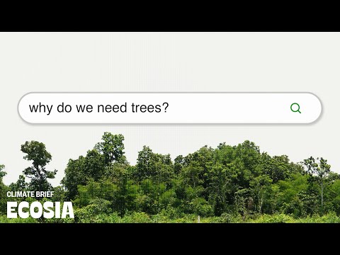Video: Varför växer inte cecropia-träden och frodas?