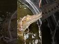 Crocodile Eats SQUID! #short #shorts #animal #nature #wildlife #reptiles #crocodile #squid #reptile