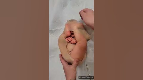 Womb Baby - How Babies Are Born