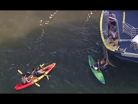 Ferry Collides With 10 Kayakers in NYC