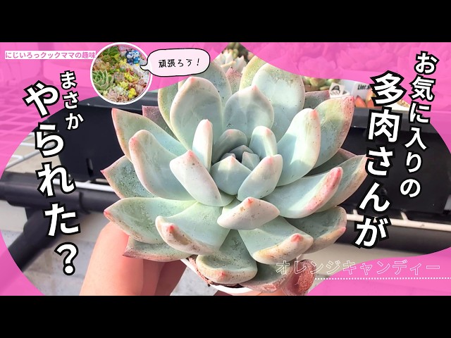 Succulents] My Favorite, But Please Don't Do That [Nijiiro Cook