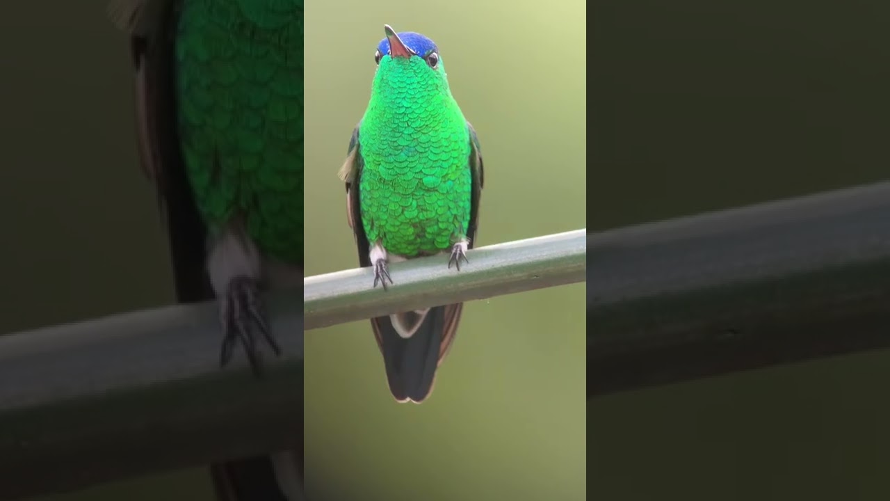 Have you seen this birds? Colombia Birding tours