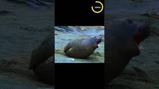 OMG What a funny laughing sound of a sea lion...!