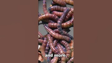 WWE Boogeyman Wasn’t Going to Eat Worms #Shorts