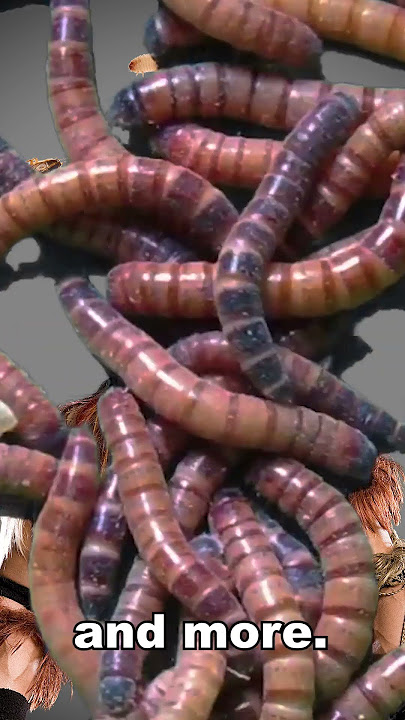 WWE Boogeyman Wasn’t Going to Eat Worms #Shorts