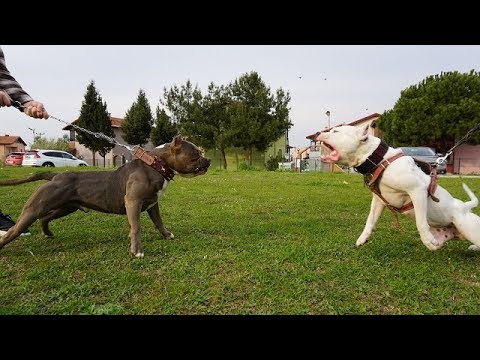 Video: Gördün mü 450 Terk Edilen Köpeklerin İlk Kez Birlikte Oynadıklarını Gördünüz mü? Şimdi var.