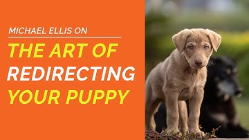 Michael Ellis on the Art of Redirecting Your Puppy