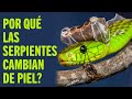 Por Qué Las Serpientes Cambian De Piel? | Mundo Animal