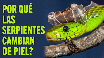¿Cómo identificar piel de serpiente?