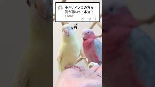 【質問】小さいインコの方が気が強いって噂は本当？→証拠がこちらww【サザナミインコ】 #shorts