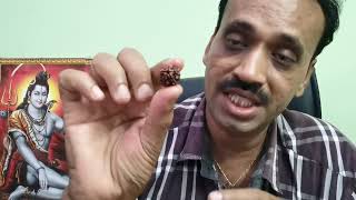 Difference between Nepali and indonesian rudraksha Nepal vs Indonesian Rudraksha Beads
