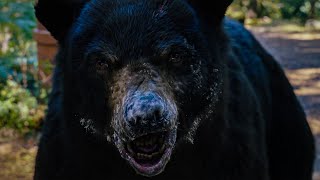 1200 Pound Black Bear Consumes Cocaine And Goes On A Killing Spree