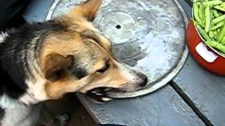 Собака с удовольствием ест стручки от гороха Dog and pea Собака с удовольствием ест стручки от гороха Dog and pea