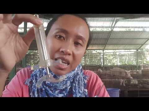 Mengenal alat suntik untuk babi (untuk pemula). RIA&rsquo;S FARM Bali# TERNAK BABI 🐷