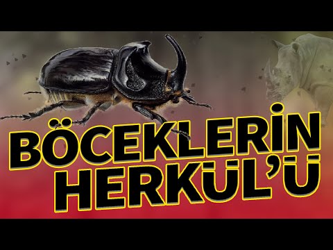 BÖCEKLERİN KRALI !!!  (Gergedan Böceği) (TikTok'tan Kaldırılan Video)
