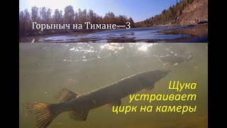 Северный Тиман-3. ЩУЧИЙ ЦИРК! ДРЕССИРУЕМ ГОРНУЮ ЩУКУ. ЩУКА УСТРАИВАЕТ ПРЕДСТАВЛЕНИЕ.