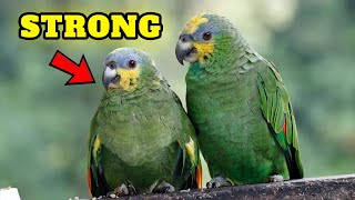 The Orange Winged Amazon Parrot Personality 🦜 Parrot bird guide by Known Pets 36 views 4 days ago 1 minute, 37 seconds