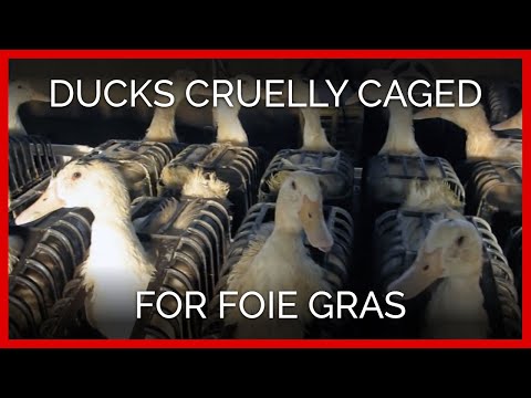 Ducks Cruelly Caged for Foie Gras