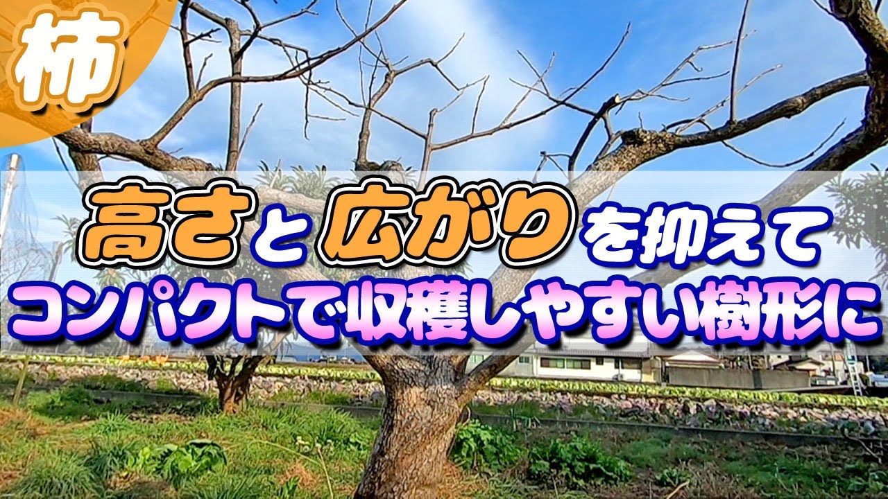 柿の剪定　暴れる樹形を落ち着かせて隔年結果しない柿の樹に