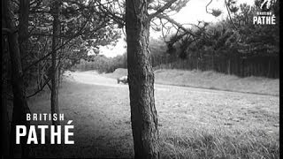 Dutch Grand Prix 1958