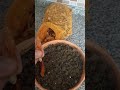 #Acı süs biberi ekimi#tohum #biyoloji#biber çimlendirme#doğadaki#Doğal# Bahçe#flowers#şifa#viral#