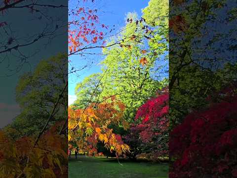 #autumn #colors at #westonbirt #arboretum acer glade