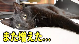 愛する猫に『新しい仲間』を紹介しました