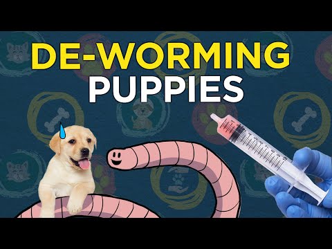 Video: Deworming Dogs And Puppies Before Vaccination: Tablets, Suspensions