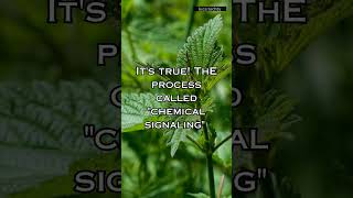 Did you know that plants can communicate with each other? interesting facts #plants