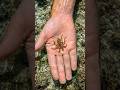 The Tiniest Killer On The Reef — Blue-Ringed Octopus #discoverychannel