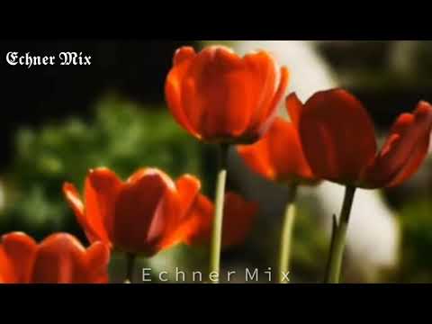 قال اني انا اخوك مقطع روعة كانك فى الجنه الشيخ محمد رفعت جودة عالية