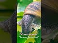 #macrosnail #wildlife #snail #snails #gardensnail #cornuaspersum #snailshell #snailmovement #insects