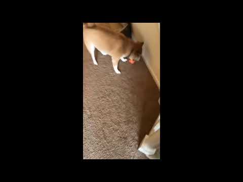 Do You Like Your New Toy Know Your Meme