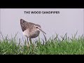 The Wood Sandpiper The Wood Sandpiper