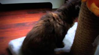 Cat afraid the camera.Киска боится камеры. Cat afraid the camera.Киска боится камеры.