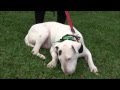 Aggressive Bull Terrier attacks people and dogs