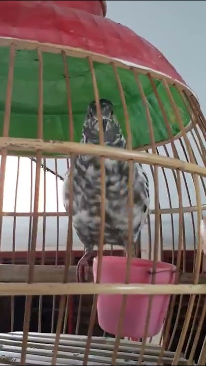 Blorok gacor hasil silangan merpati x puter