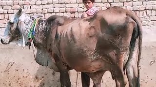 14 Liter Milk taza sui cow for sale by khushi bahi